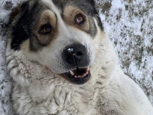 ������������ ������� - ������� �� ����